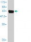 PSMD7 Antibody (monoclonal) (M01)